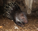 Penanjung nature reserve. Porcupine, Java Pangandaran Indonesia